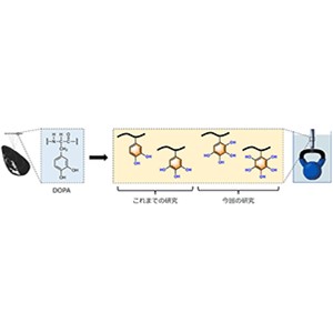 海洋生物の接着メカニズムにヒントを得て超強力な水中接着剤を開発