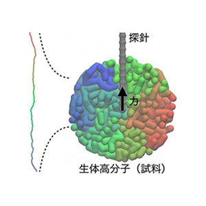 ３次元原子間力顕微鏡像の新たなシミュレーション手法を開発～生体分子の３次元構造を予測して映し出す～