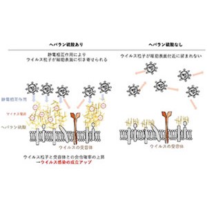 細胞表面とウイルス感染の甘い関係～細胞表面糖鎖によるウイルス感染の補助～