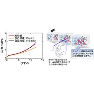 15分程度で自己修復するエラストマーを実現～フッ素を利用した うら返し のマテリアルデザイン～