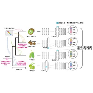 キウイフルーツのゲノム解読が「性染色体進化の定説」を覆す