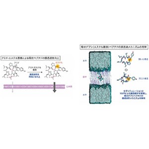 アミド-エステル置換により環状ペプチド膜透過性を大幅に向上～細胞内たんぱく質に作用するペプチド創薬の研究を加速～