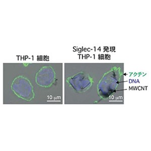 【世界初】カーボンナノチューブを認識する免疫受容体の発見～カーボンナノチューブが炎症を引き起こす機構を解明～