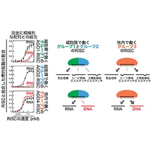 植物のRNA誘導サイレンシング複合体にはDNAに強く結合できるグループが存在することを発見～新たな遺伝子発現制御技術の創出へ期待～