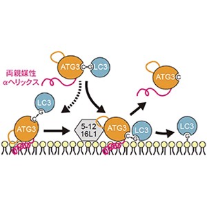 細胞内高次構造体の膜上でのダイナミックな挙動はどのように制御されているの？～オートファジーに必要なユニークな両親媒性αヘリックスの発見～