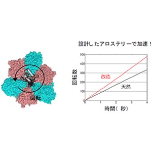 進化の過程で失った機能を復活させ、回転型分子モーターの加速に成功～たんぱく質複合体の協奏的機能を制御する新手法～