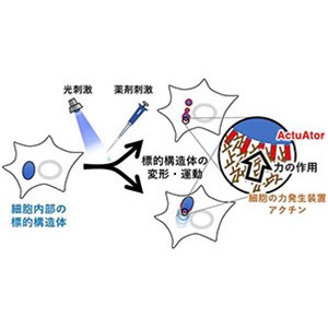 細胞の中のものを「押す」方法を開発～細胞内構造体の”かたち”と機能の関係を明らかに～