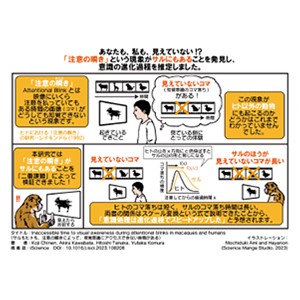 新規ミトコンドリア膜貫通ペプチドによる遺伝子送達～ミトコンドリア内部で効率的な多重遺伝子発現を達成～