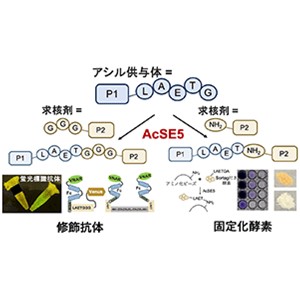 たんぱく質を効率的に修飾できる酵素「AcSE5」を開発～次世代バイオ医薬品の開発、たんぱく質・酵素の産業利用を加速～