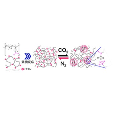  空気を読んで 、性質を変化させるポリマー材料～ＣＯ２に応答して劇的にタフになるエラストマーを実現～