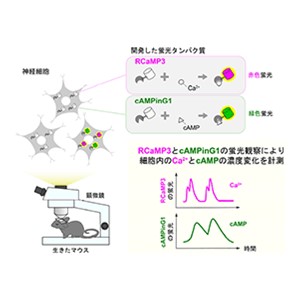 Ca2＋やcAMPを感知する蛍光たんぱく質を開発～生きた動物の細胞内セカンドメッセンジャーの動きを観察する～