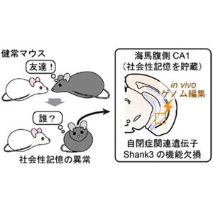 自閉症の人はなぜ「友人を覚えづらい」のか～社会性記憶異常の分子神経メカニズムの解明～