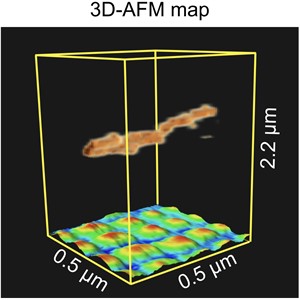 3次元原子間力顕微鏡（3D-AFM）の イメージング機構の解明に成功！