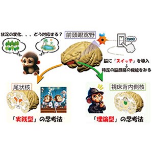 実践派・理論派、根っこは一緒？～状況の変化に対処する２つの思考回路を霊長類で特定～