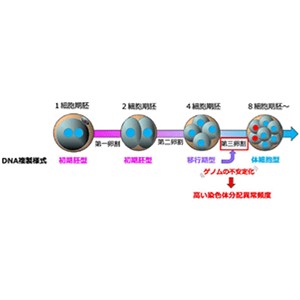 マウス初期胚の型破りなDNA複製様式を発見～初期胚型から体細胞型への遷移が染色体分配異常の引き金に～