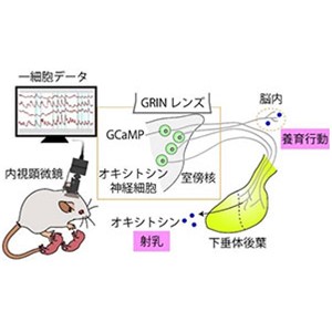 脳内のオキシトシン神経活動を１細胞レベルで可視化～母乳の増える時期に母マウスの神経活動も増大～