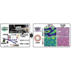 極微量の溶媒を用いる質量分析イメージングで 精子形成に重要な脂質を可視化することに成功