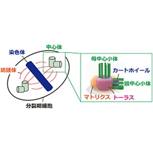 中心小体の結合と分離、その精密なプロセスを解明～細胞分裂の成功を支えるミクロな制御システム～