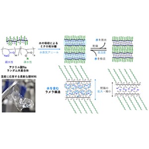水を含み湿度に応答するラメラ構造ポリマー材料～高吸水性高分子の特性を活かした自己組織化～