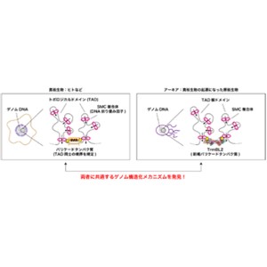 真核ゲノムが持つドメイン型高次構造の起源～第３の生物群「アーキア」が鍵？～