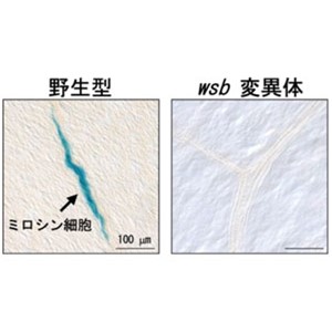 アブラナ目の生体防御を担う細胞の形成に気孔形成因子が転用されていた～植物の特殊な機能を持つ細胞への進化の謎解明へ～野菜の味の改変や二酸化炭素吸収能を高めた作物の開発に期待