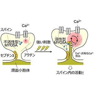 長期記憶を定着させるたんぱく質 “セプチン３” の働きを解明～記憶の維持や回復を支える治療戦略への展開に期待～