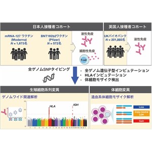 COVID-19ワクチン接種時の免疫獲得に関わる遺伝子の発見 ー生まれつきのゲノム変異と後天的なゲノム変異の関与が明らかにー