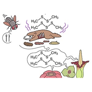 あえて「臭く」進化した花たちのニオイを生み出す仕組みを解明～虫を呼ぶために複数の植物で収斂進化していた～