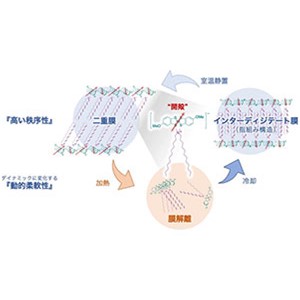 柔軟性と秩序性を両立した新有機常磁性体を開発～フレキシブルデバイスへの応用に期待～