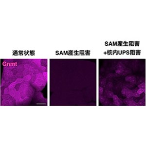 大事な物質を維持するための 隠れた消費抑制機構 ～見かけの安定に潜む代謝産物制御メカニズムの解明～