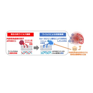 体内に備わるウイルス抵抗力を実証 ――ウイルスの回避機構とそれを阻止する新たな治療戦略――