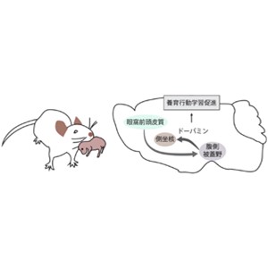 マウスの母性養育行動を促進する神経機構～眼窩前頭皮質による報酬系制御メカニズムの発見～