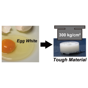 [Press] Development of egg white-based strong hydrogel via ordered protein condensation