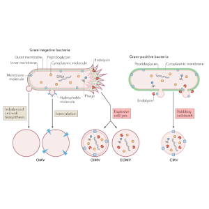 [Article] Types and origins of bacterial membrane vesicles (Nature Reviews Microbiology)