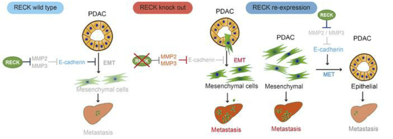Masuda et al., J Clin Invest 2023.