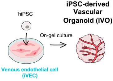 Kawakami et al., Cell Stem Cell 2023.