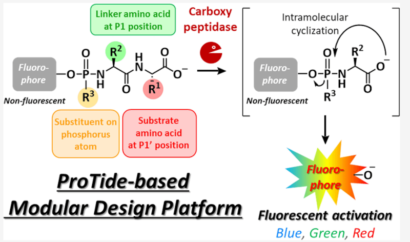 Kuriki et al., J Am Chem Soc 2023.