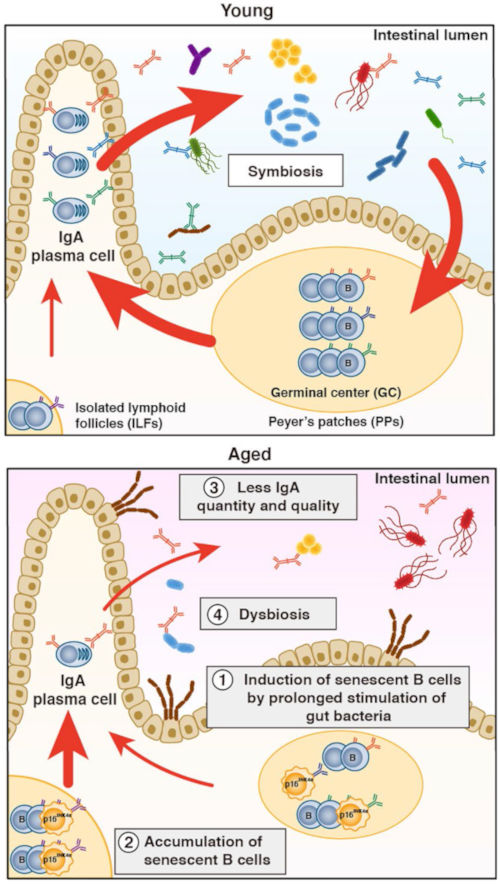 Kawamoto et al.,Nat Cell Biol 2023