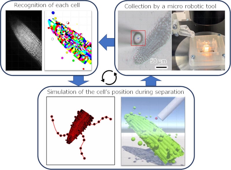 Fig.2 Single-cell collection for gene expression analysis