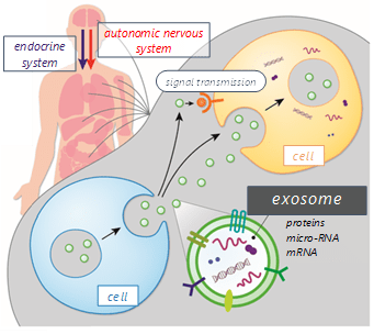 The endocrine and autonomic nerve systems link our physical and mental states. Exosomes are believed to play an additional role in this body–mind relationship.
