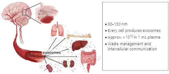 Illustrative summary of exosomes