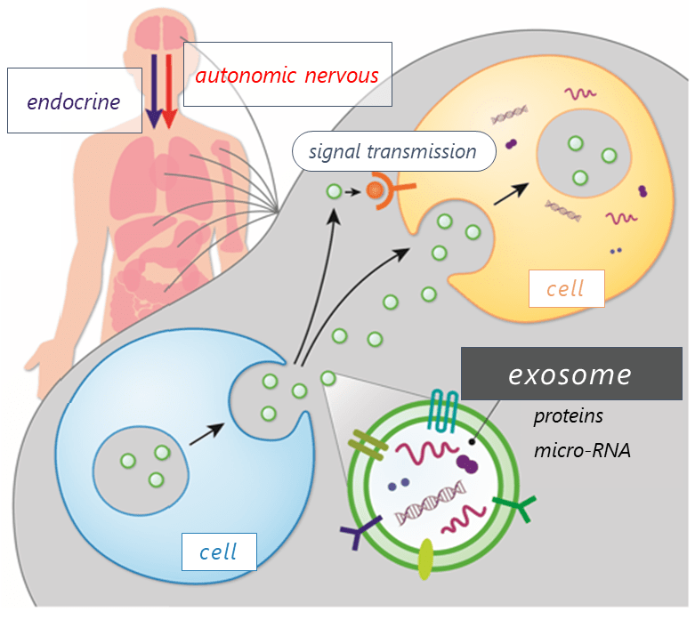 Illustrative summary of exosomes
