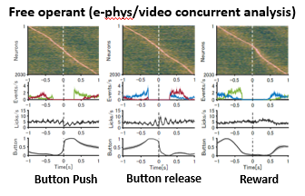 Free operant ( e-phys/video concurrent analysis)