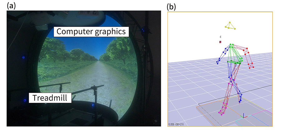 Fig. 1 (a) CG images projected synchronously with the walking speed of the treadmill. (b) Gait measurement environment focusing on biomechanical indices.