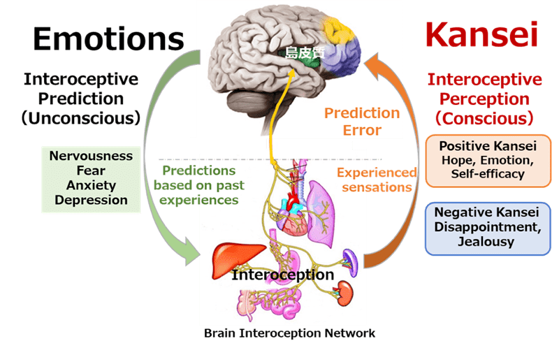 Brain Interoception Network