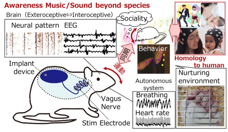 Awareness Music/Sound beyond species