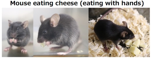 Mouse eating cheese (eating with hands)