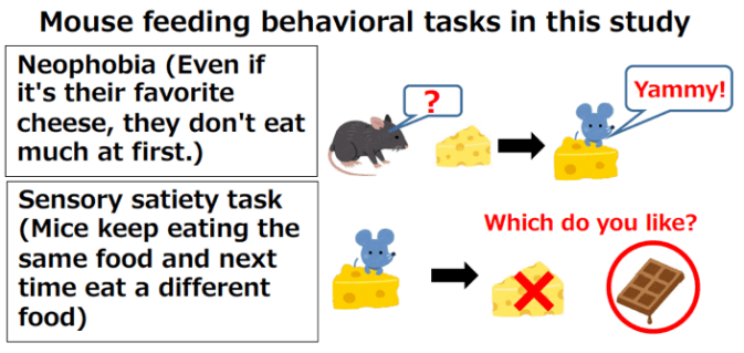 Mouse feeding behavioral tasks in this study