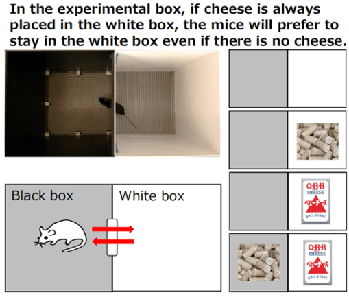 In the experimental box, if cheese is always placed in the white box, the mice will prefer to stay in the white box even if there is no cheese.