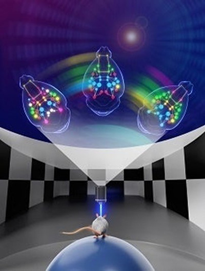 Image of a mouse exploring a virtual space